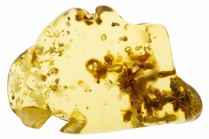 Polished Colombian Copal ( g) - Contains Termites! #331653